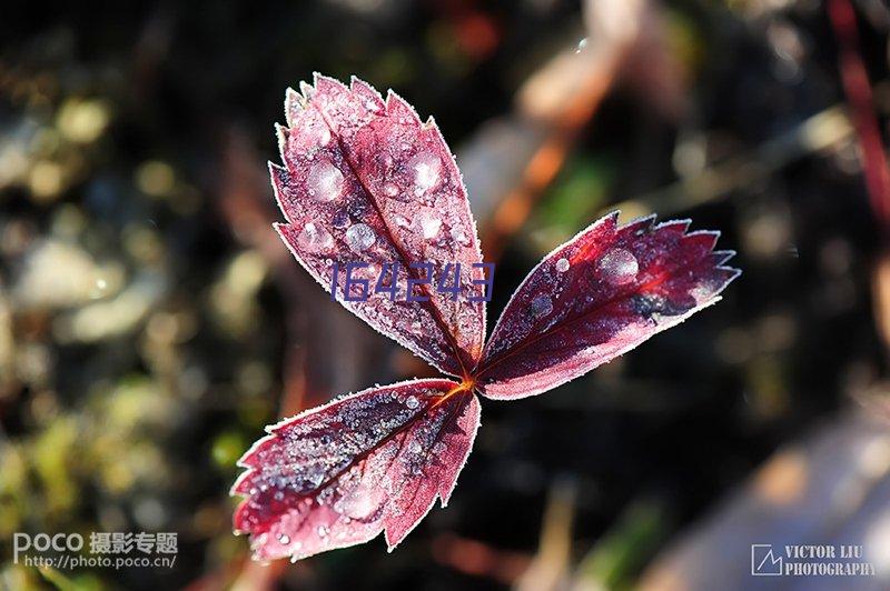 自粘湿铺防水卷材