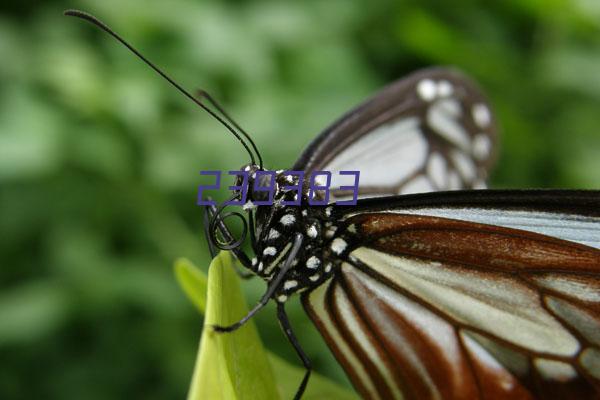 Holocentriformes Sargocentron spiniferum